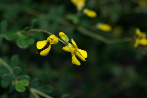 Baptisia tinctoria (wild indigo, yellow false indigo, horseflyweed, horseflyw)