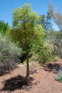 Brachychiton rupestris (Queensland bottle tree)