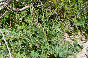 Brassica tournefortii (Asian mustard, pale cabbage, African mustard, Sahara mustard)