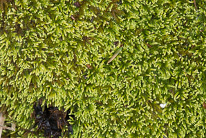 Bryoandersonia illecebra (spoon-leaved moss, bryoandersonia moss)