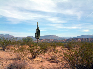 Carnegiea gigantea (saguaro, giant saguaro)