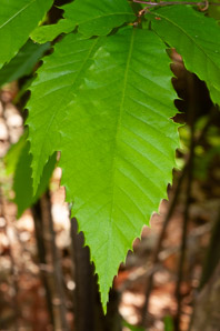 Castanea dentata (American chestnut)