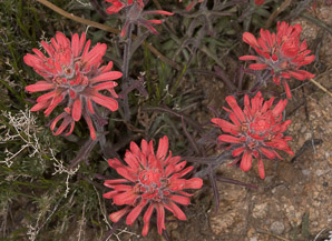 Castilleja angustifolia (desert paintbrush, painted cup)