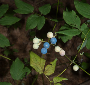 Caulophyllum thalictroides (blue cohosh)