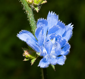 Cichorium intybus (chicory)