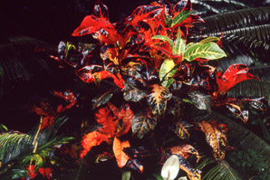 Codiaeum variegatum (croton, garden croton)