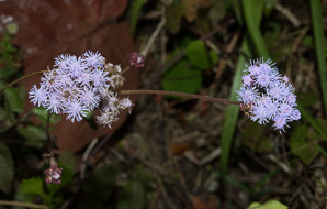 Conoclinium coelestinum (mist-flower, blue mistflower, blue boneset)