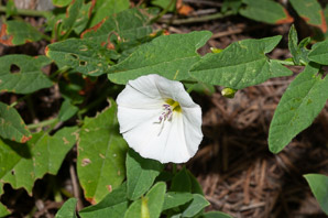 Convolvulus arvensis (field bindweed)