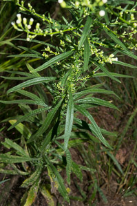 Conyza canadensis (horseweed, Canada horseweed, Canadian horseweed)