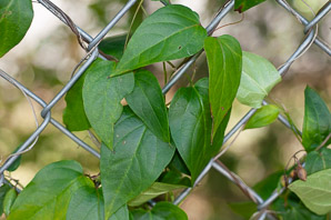 Cynanchum louiseae (black swallowort, Louise’s swallow-wort, black dog-strangling vine, black swallowwort)