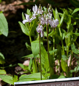 Dodecatheon pulchellum (shooting star, darkthroat shooting star, few-flower shooting star, western shooting star, darkthroat shootingstar)