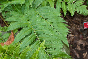 Dryopteris goldieana (Goldie’s wood fern, Goldie’s woodfern)