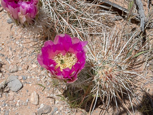 Echinocereus engelmannii (hedgehog cactus, calico cactus, dagger-spine hedgehog, Engelmann’s hedgehog, Howe hedgehog, Indian strawberry cactus, Munz’s hedgehog cactus, needle-spine hedgehog, purple-spined hedgehog, strawberry hedgehog, varied-spine hedgehog, Engelmann hedgehog, Engelmann’s hedgehog cactus)