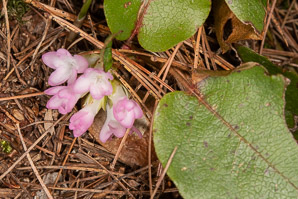 Epigaea repens (trailing arbutus)
