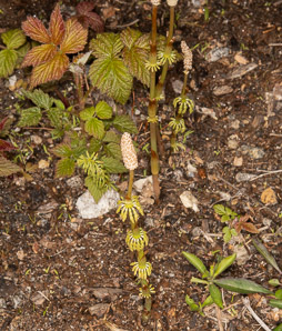 Equisetum pratense (meadow horsetail)
