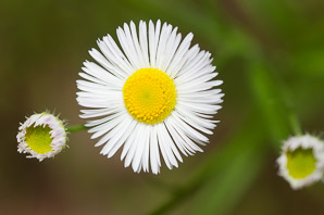 Erigeron strigosus (rough fleabane, lesser daisy fleabane, daisy fleabane)