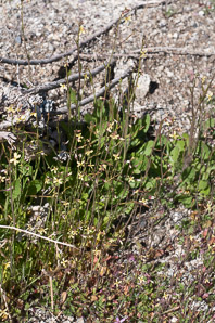 Erysimum repandum (bushy wallflower)