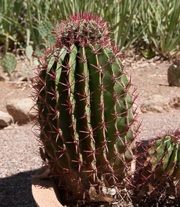 Ferocactus cylindraceus (compass barrel, fishhook cactus, barrel cactus, California barrel cactus, biznaga, cliff barrel cactus, compass cactus, desert barrel cactus, golden-spined barrel cactus, le conte barrel cactus, spiny barrel cactus)