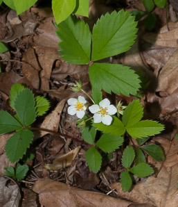 Fragaria virginiana (common strawberry, Virginia strawberry, wild strawberry, strawberry)