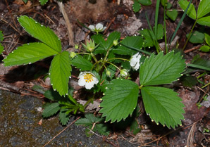 Fragaria virginiana (common strawberry, Virginia strawberry, wild strawberry, strawberry)