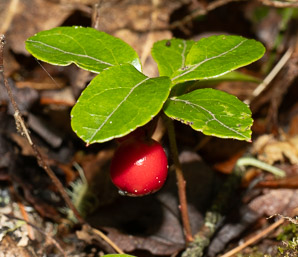 Gaultheria procumbens (creeping wintergreen, wintergreen, Eastern teaberry, checkerberry, boxberry, American wintergreen)
