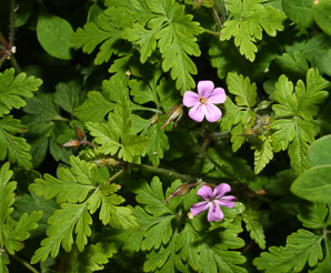 Geranium robertianum (herb Robert, robert geranium, red robin, herb-Robert)