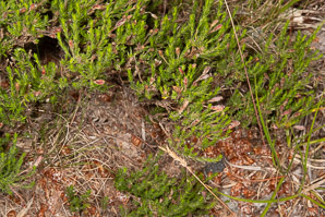 Hudsonia ericoides (pine barren goldenheather, pine-barren false heather, false heather, beach heather)