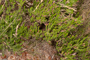 Hudsonia ericoides (pine barren goldenheather, pine-barren false heather, false heather, beach heather)