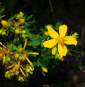 Hypericum perforatum (St. John’s wort, common St. John’s wort, common St. Johnswort)