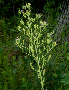 Lactuca canadensis (wild lettuce, Canada lettuce)