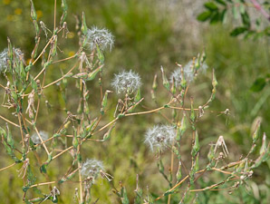 Lactuca serriola (prickly lettuce)