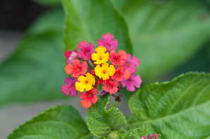 Lantana camara (lantana, largeleaf lantana, common lantana, kamara lantana, wild sage, red sage, yellow sage, white sage, shrub verbena)
