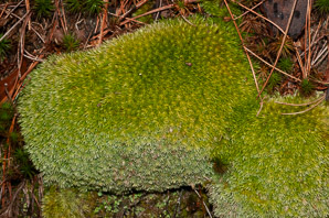 Leucobryum glaucum (pincushion moss, leucobryum moss)