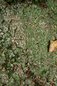 Leucobryum glaucum (pincushion moss, leucobryum moss)