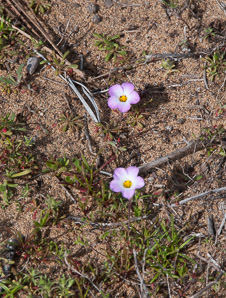 Linanthus dianthiflorus (fringed linanthus, ground pink)