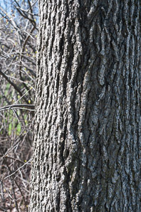 Liquidambar styraciflua (American sweetgum, redgum, sweetgum, starleaf-gum)