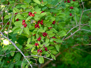 Lonicera tatarica (Tatarian honeysuckle)