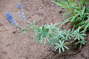 Lupinus hillii (Hill’s lupine)