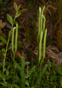 Lycopodium dendroideum (prickly tree clubmoss, tree groundpine)