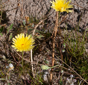 Malacothrix glabrata (smooth desert dandelion, desert dandelion, smooth desertdandelion)