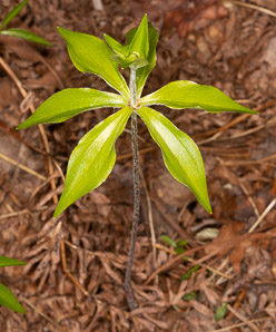 Medeola virginiana (Indian cucumber-root, Indian cucumber)