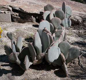 Opuntia basilaris (beavertail cactus, beavertail pricklypear)