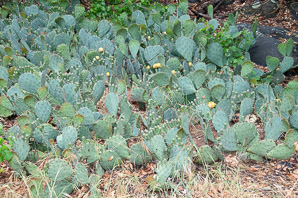 Opuntia phaeacantha (desert prickly pear, tulip prickly pear, brown-spine prickly pear, tulip pricklypear)