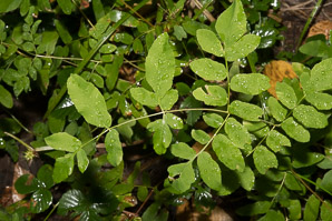 Osmunda regalis (royal fern)