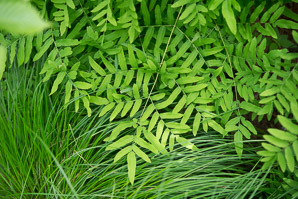 Osmunda regalis (royal fern)