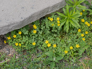 Oxalis dillenii (oxalis, common yellow wood-sorrel, common yellow woodsorrel, yellow wood-sorrel, common yellow oxalis, slender yellow woodsorrel)