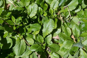 Packera obovata (running groundsel, roundleaf ragwort)