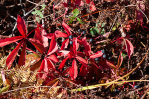 Parthenocissus quinquefolia (Virginia creeper)