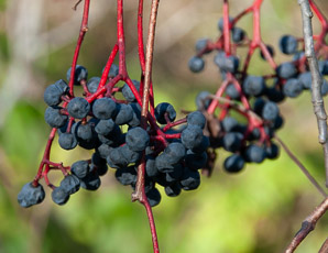 Parthenocissus quinquefolia (Virginia creeper)
