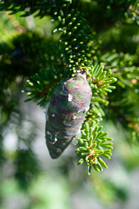 Picea rubens (red spruce, Eastern spruce, yellow spruce)